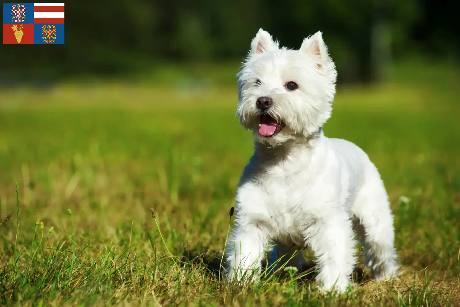 Mehr über den Artikel erfahren Westie Züchter und Welpen in Südmähren