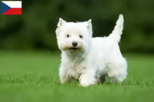 Mehr über den Artikel erfahren Westie Züchter und Welpen in Tschechien