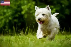 Mehr über den Artikel erfahren Westie Züchter und Welpen in den USA