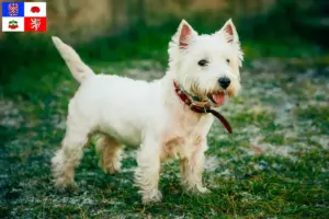 Mehr über den Artikel erfahren Westie Züchter und Welpen in Vysočina