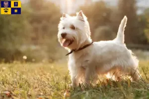 Mehr über den Artikel erfahren Westie Züchter und Welpen in Zlín
