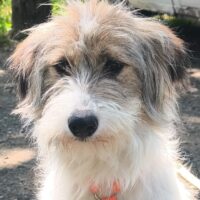 LOLLY, strubbelige Mix-Hündin, *07/2024, extrem niedlich, aber noch etwas schüchtern
