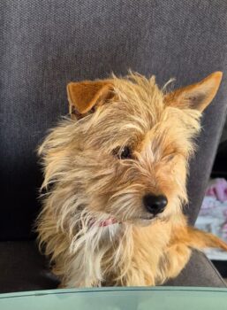LOLA