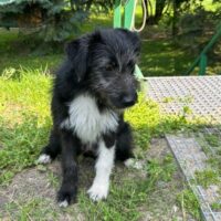 MILA 🆘🆘🆘Lebensretter gesucht🆘🆘🆘(mit VIDEO)