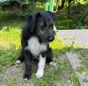 MILA 🆘🆘🆘Lebensretter gesucht🆘🆘🆘(mit VIDEO)
