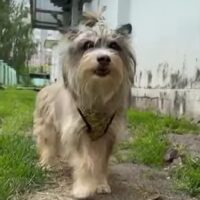 🆘😢Liebevolles Zuhause für Tschebursahka gesucht😢Durfte nie raus, kennt kein Gassi😢🆘VIDEOS