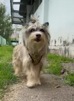🆘😢Liebevolles Zuhause für Tschebursahka gesucht😢Durfte nie raus, kennt kein Gassi😢🆘VIDEOS
