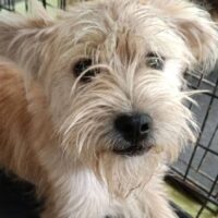 BOBBY / geb. 05/2023 / ca. 30-35cm