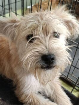 BOBBY / geb. 05/2023 / ca. 30-35cm