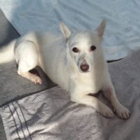 Masha (weibl., geb. ca. April 2022, 31 cm) - "Ganz in Weiß" (VIDEOS) - Pflegestelle Deutschland