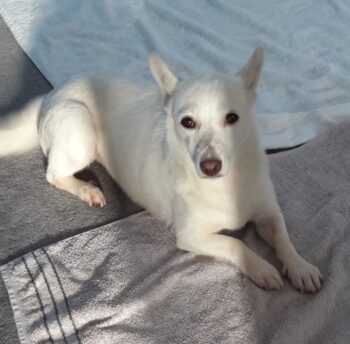 Masha (weibl., geb. ca. April 2022, 31 cm) - "Ganz in Weiß" (VIDEOS) - Pflegestelle Deutschland