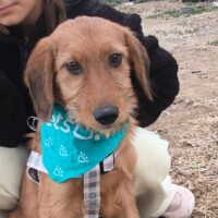 DJODJO - 4,5 Mon. alter Mix-Rüde, vorsichtiges Sternschnäuzchen, lieb zu Kindern, Katzen, Hunden