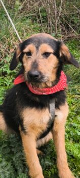 DELY - Strubbelschnäuzchen, neugieirig, verspielt - toller Familienhund