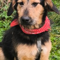 DELY - Strubbelschnäuzchen, neugieirig, verspielt - toller Familienhund