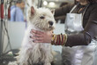 Cute west highland white terrier in grooming salon