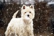 West Highland White Terrier - winter scene
