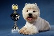 West Highland White Terrier with goblet