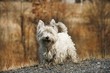 West Highland White Terrier - outdoor scene