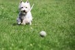 West Highland White Terrier running after a ball