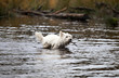 West Highland White Terrier swims with steak