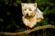 West Highland White Terrier im Sprung