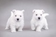 West Highland White Terrier / westie puppies