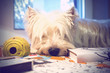 Dog sleeps on table with a toy  and a book near